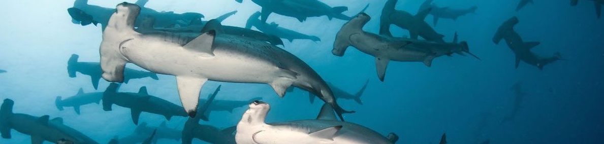 Galapagos