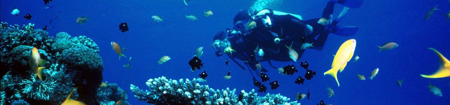 Diving Mar Rosso