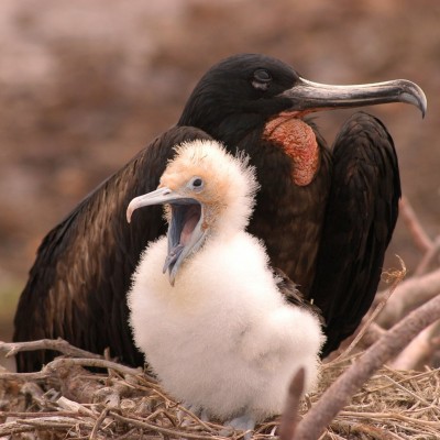 bird-g77bdd11fd1920.jpg