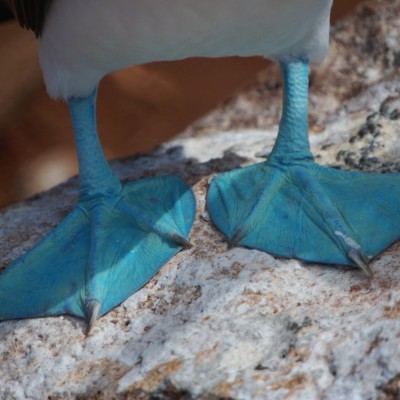 blue-footed-boobie-g7711e5ec31920.jpg