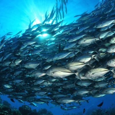 borneo-divers-scuba-diving-07.jpeg
