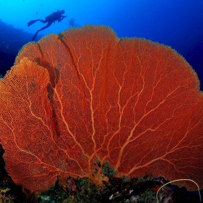 borneo-divers-scuba-diving-09.jpeg