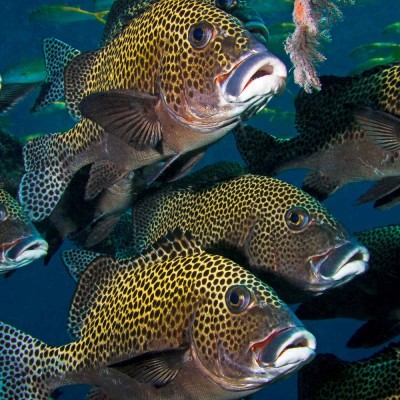 borneo-divers-sweetlips.jpeg