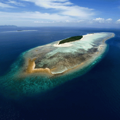 borneo-malese-mataking5-4721.gif