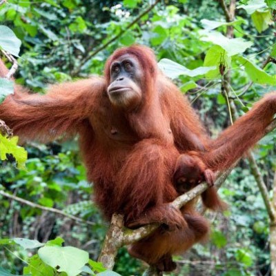 borneo-tour-adventure-oceanopoint6-4723.jpg