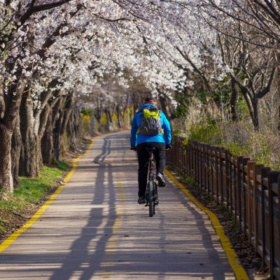 cherry-blossoms-g9e96366921920.jpg
