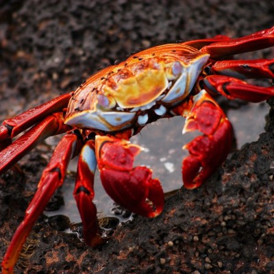 crab-gb67d33df81920.jpg
