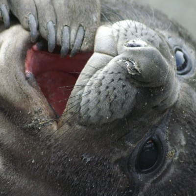 cute-looking-elephant-seal-pupnatalie-thibault-4614.jpeg