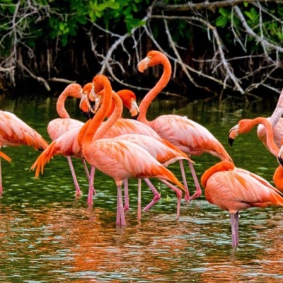 flamingos-g342f6993e1920.jpg