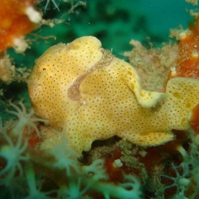 froggie.jpg