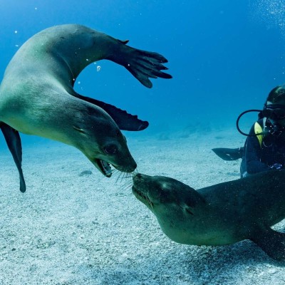 galapagos-diving-sea-lions-1920.jpg