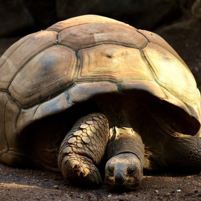 giant-tortoises-gccb6699e91920.jpg