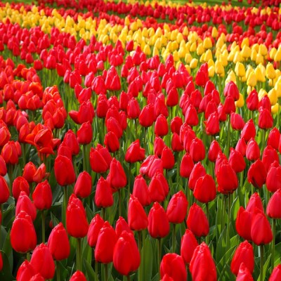 keukenhof-g3dbcf26391920.jpg