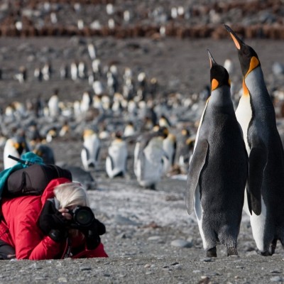 king-penguinsjan-veen.jpeg