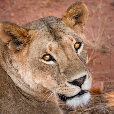 lioness-g16a6ca7d01920.jpg