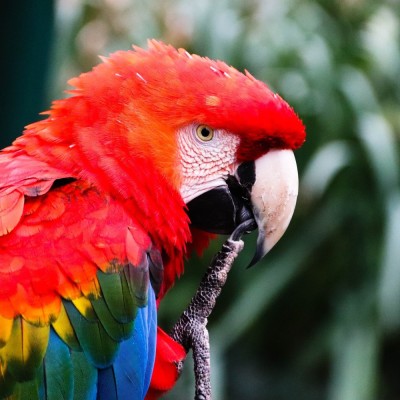 macaw-g1caebf6c91920.jpg