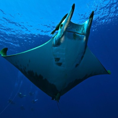manta-4718.jpg