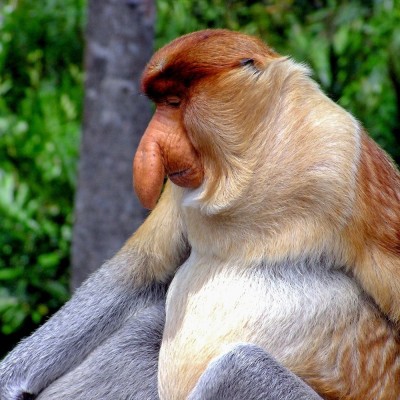 proboscis-monkey-g1a2da4e021920.jpg