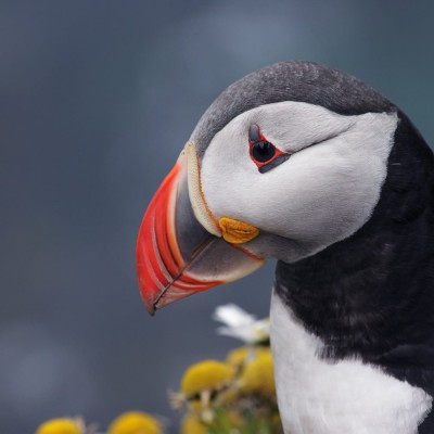 puffin-gb929a73bb1920.jpg