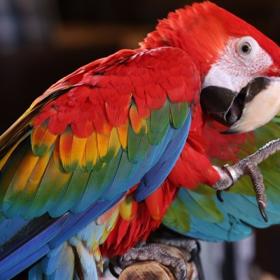 scarlet-macaw-tropical-bird-g3c459b9741920.jpg