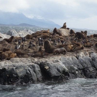 sea-lions-gba02a10431920.jpg