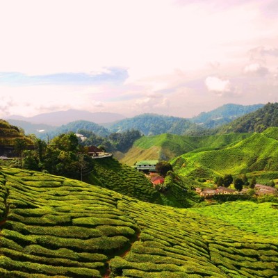 tea-farm-g8ea260a0b1920.jpg