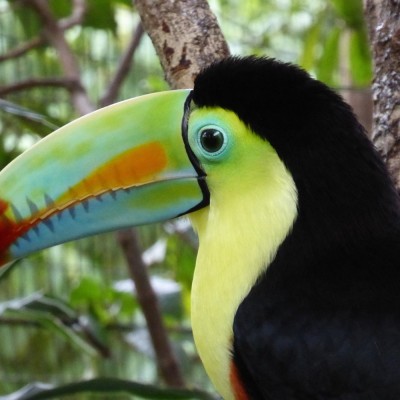 toucan-g2ef0a5b0b1920.jpg