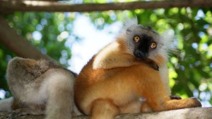Madagascar TOUR del Nord & Nosy Be