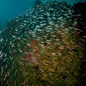 Komodo -  Maluku, Raja Ampat, Mare di Banda - M/Sailer Aurora