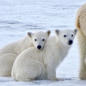 L'Orso Polare e Pack Ice 