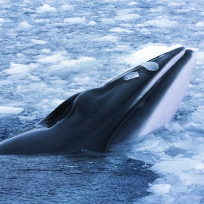 spitsbergen-minke-whale-rinie-van-meurs-oceanwide-expeditionsrinie-van-meurs-4615.jpeg